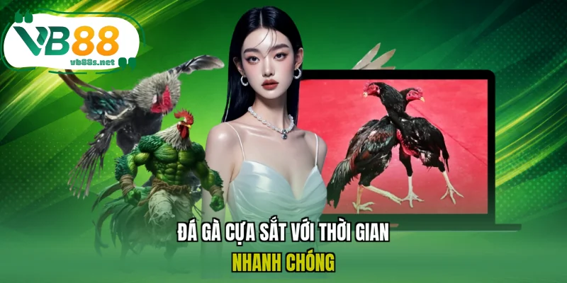 Đá gà cựa sắt với thời gian nhanh chóng Đá gà cựa sắt với thời gian nhanh chóng