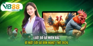 Luật Đá Gà Miền Bắc: Bí Mật Sới Gà Đòn Nghẹt Thở 2026